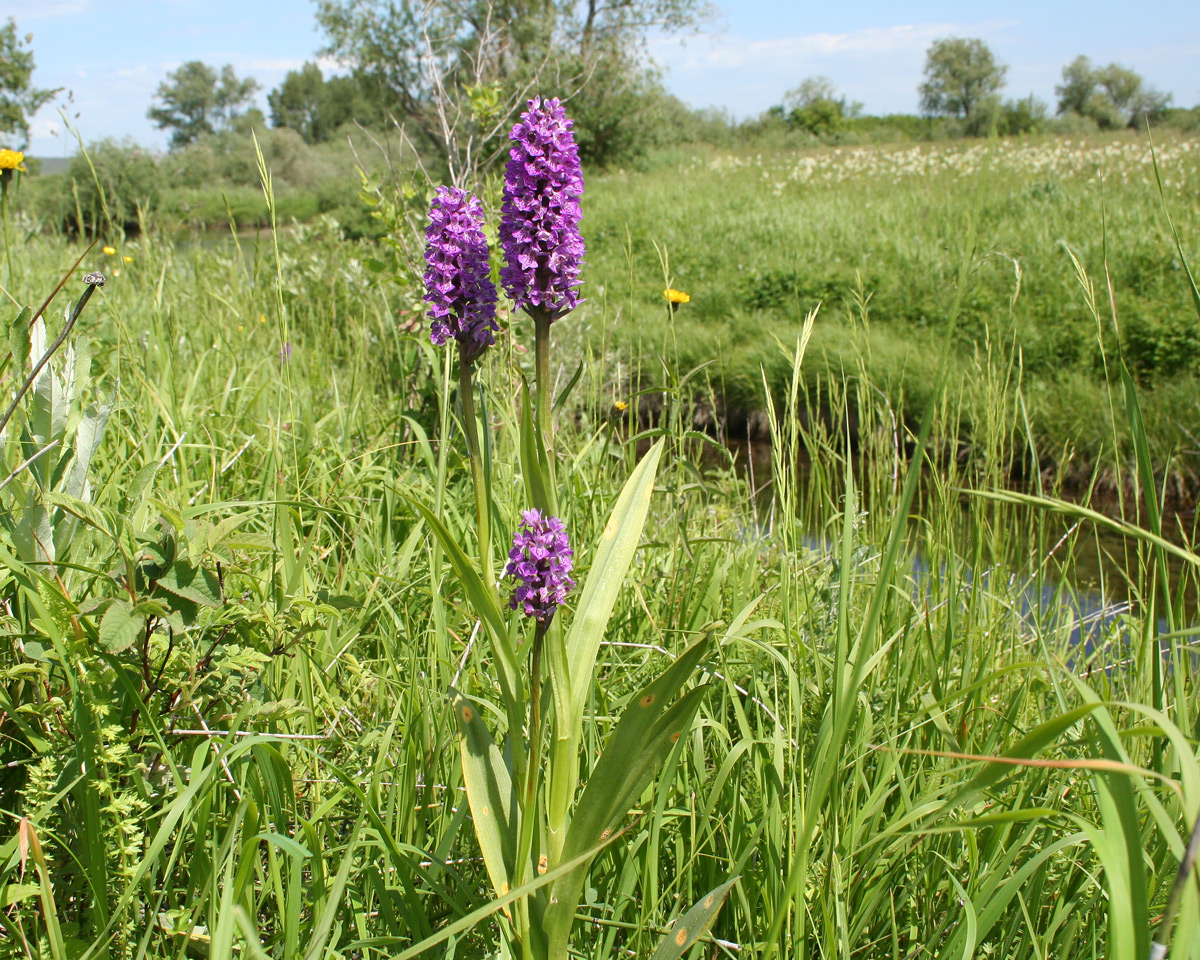 Image of Dactylorhiza sibirica specimen.