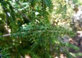 Melaleuca genistifolia. Ветвь. Монако, Сады Святого Мартина (Jardin Saint Martin), в культуре. 23.07.2014.
