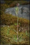 Poa bulbosa подвид vivipara. Растение на моховом ковре. Чешская республика, г. Прага, национальный природный резерват Divoká Šárka, 29.04.2008.