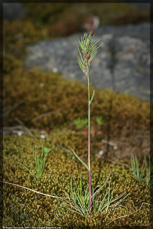 Изображение особи Poa bulbosa ssp. vivipara.