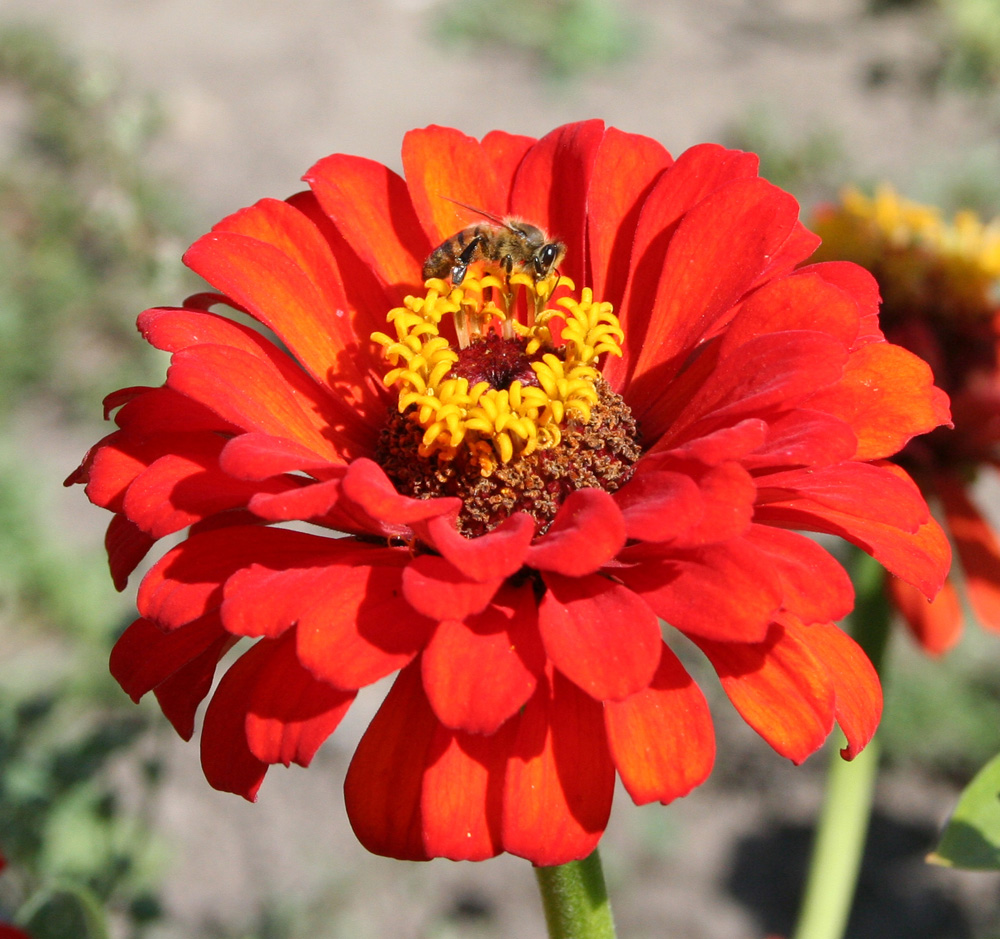 Изображение особи Zinnia elegans.