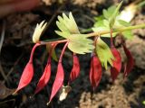 Corydalis solida. Верхушка побега с плодами. Украина, Днепропетровская обл., верховья р. Самоткань. 25.04.2009.