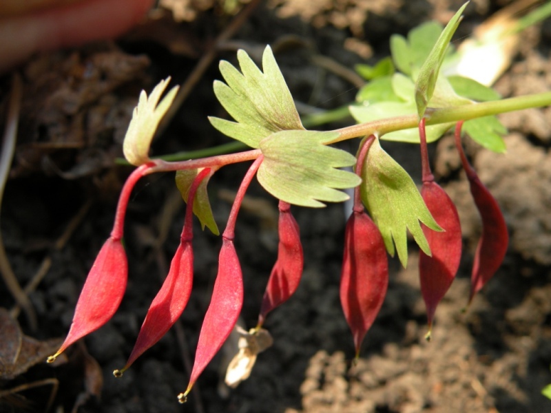 Изображение особи Corydalis solida.