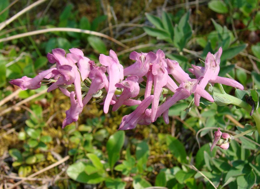 Image of Corydalis paeoniifolia specimen.