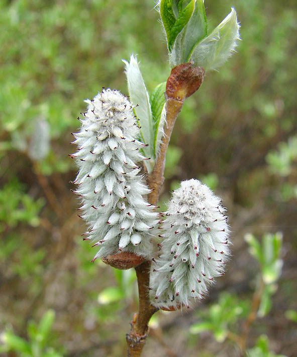 Image of genus Salix specimen.