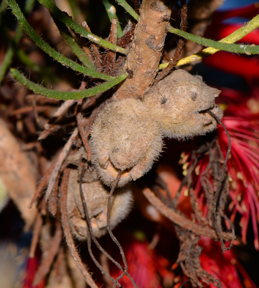 Изображение особи Calothamnus villosus.