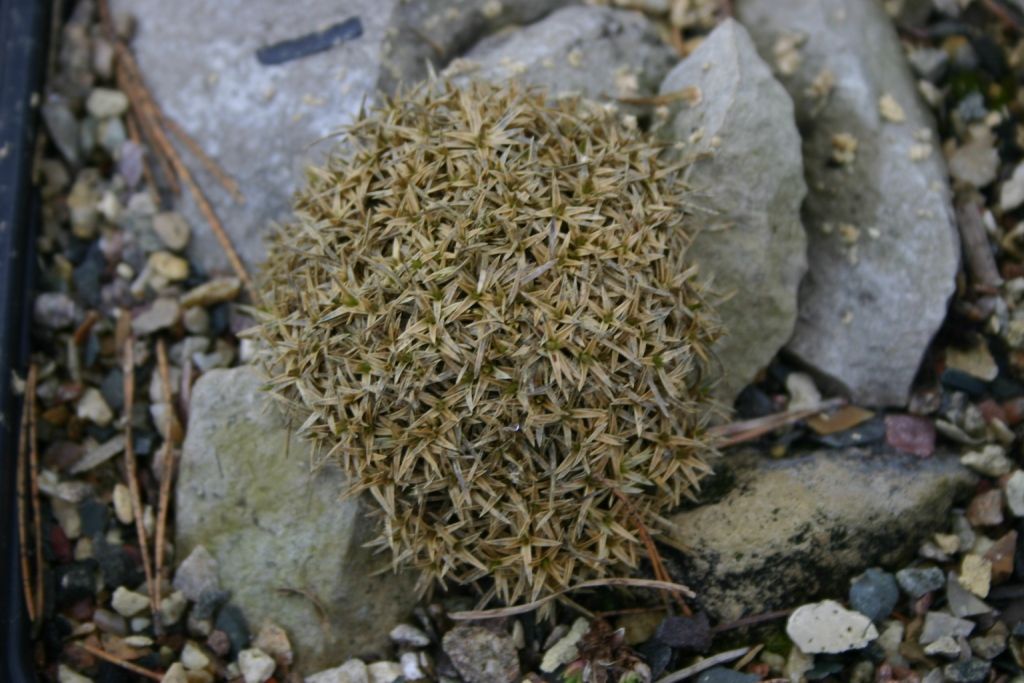 Image of Arenaria polytrichoides specimen.