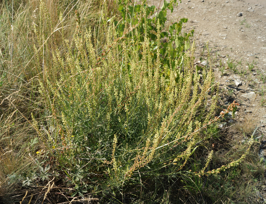 Изображение особи Reseda lutea.