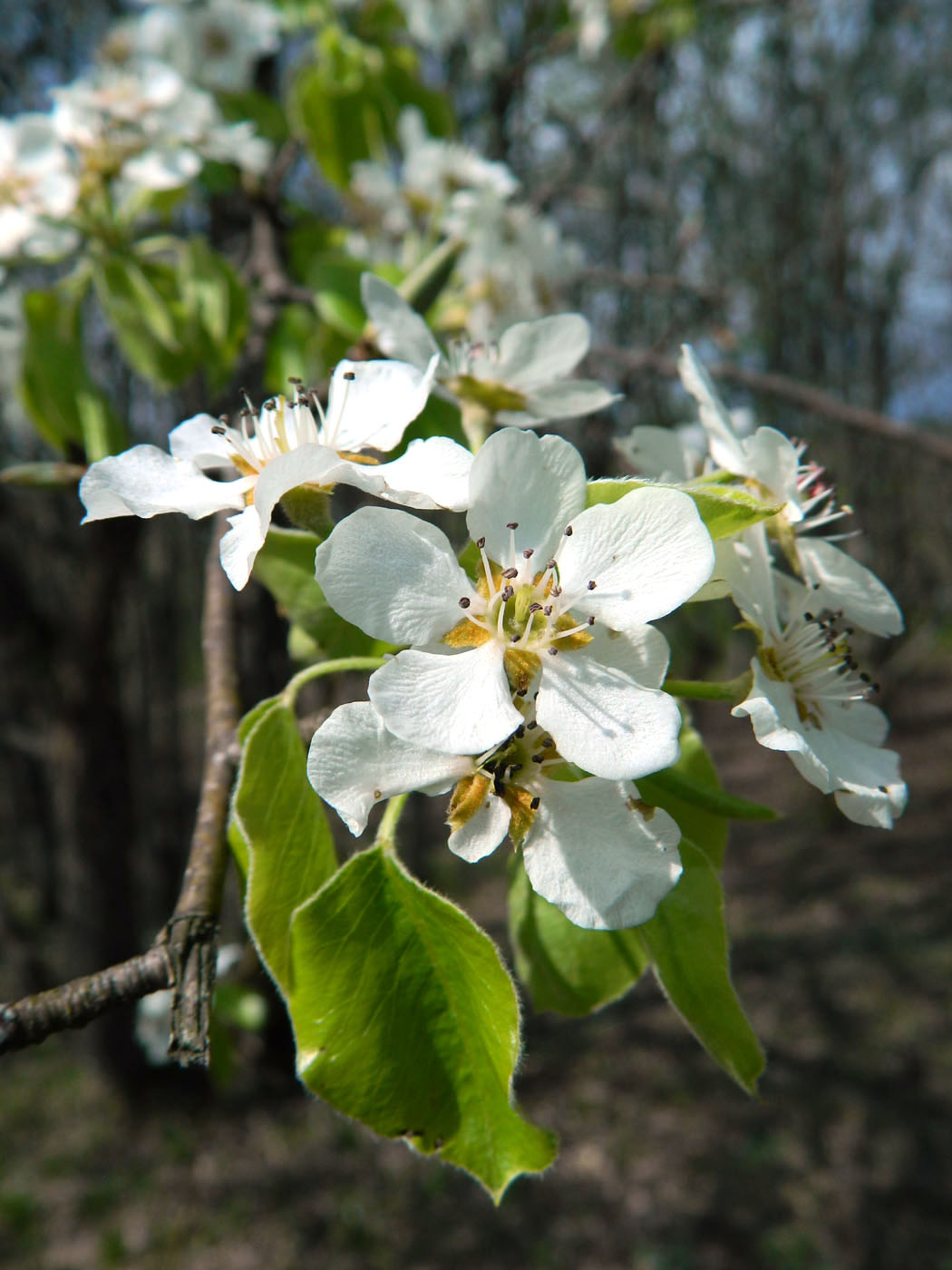 Изображение особи Pyrus caucasica.