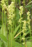 Herminium monorchis