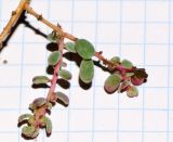 Suaeda vermiculata