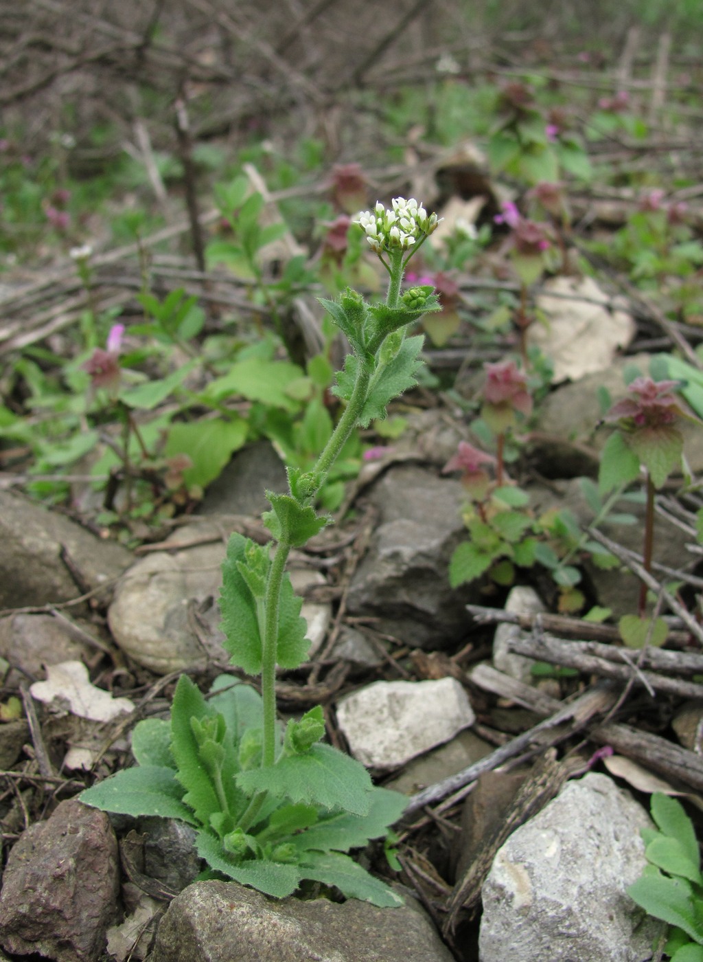 Image of Draba muralis specimen.