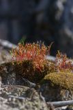 Ceratodon purpureus. Растение со спорогонами. Свердловская обл., окр. г. Заречный, Черемшанское болото. 01.05.2016.