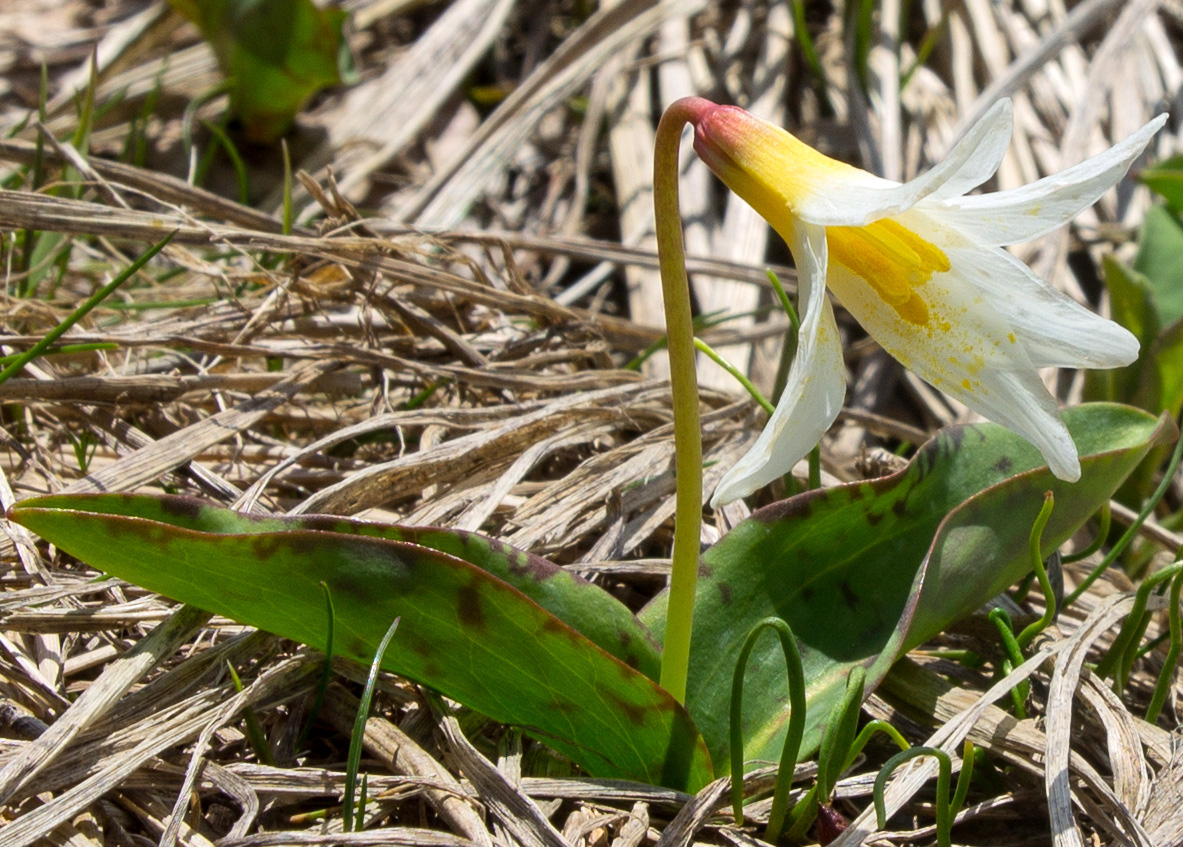 Image of Erythronium caucasicum specimen.