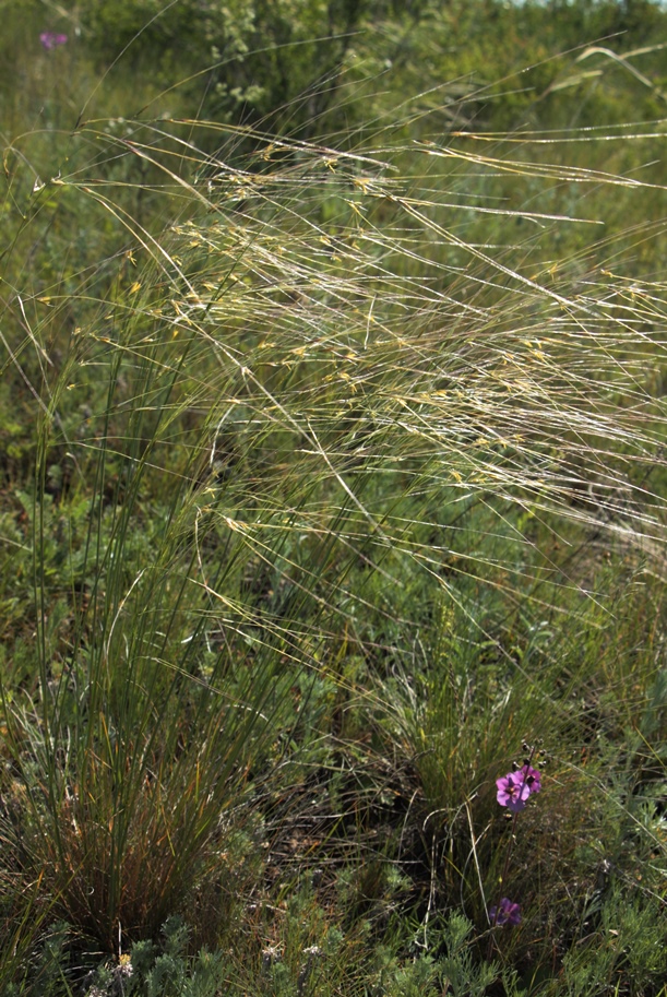 Изображение особи Stipa korshinskyi.