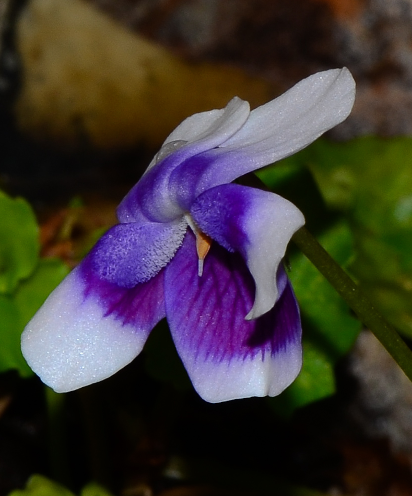 Изображение особи Viola hederacea.