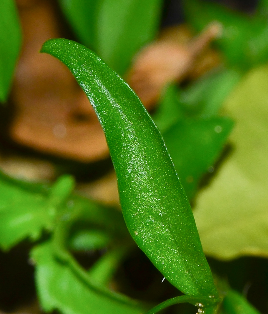 Image of Lobelia erinus specimen.