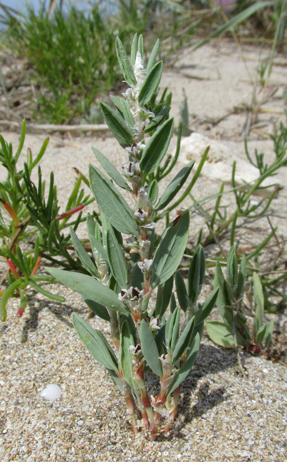 Изображение особи Polygonum maritimum.