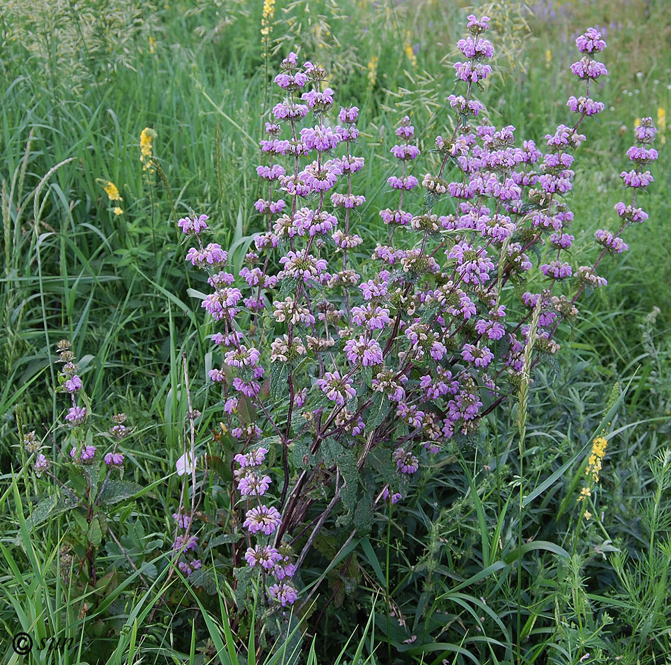 Image of Phlomoides tuberosa specimen.