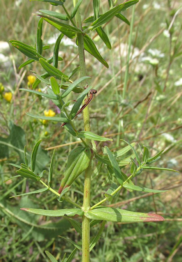 Изображение особи Hypericum elegans.