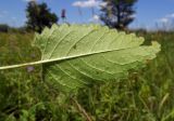 Betonica officinalis. Лист (нижняя сторона). Республика Адыгея, Майкопский р-н, окр. хутора Дьяков, сырой луг возле пруда. 25.06.2016.