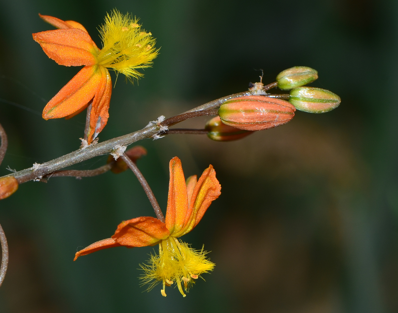 Image of Bulbine frutescens specimen.