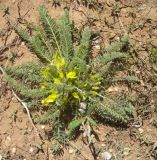 Astragalus × lagobromus