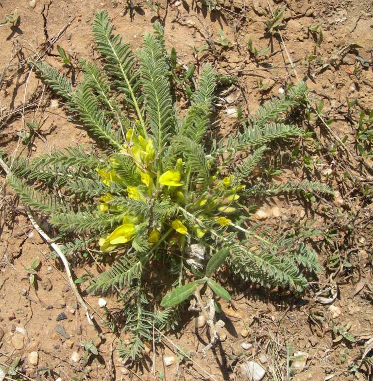 Изображение особи Astragalus &times; lagobromus.