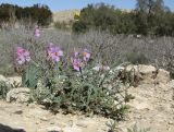 Helianthemum vesicarium. Цветущее растение; впереди - Erodium crassifolium. Израиль, нагорье Негев, окр. киббуца Сде Бокер, терраса склона северо-восточной экспозиции. 03.03.2015.