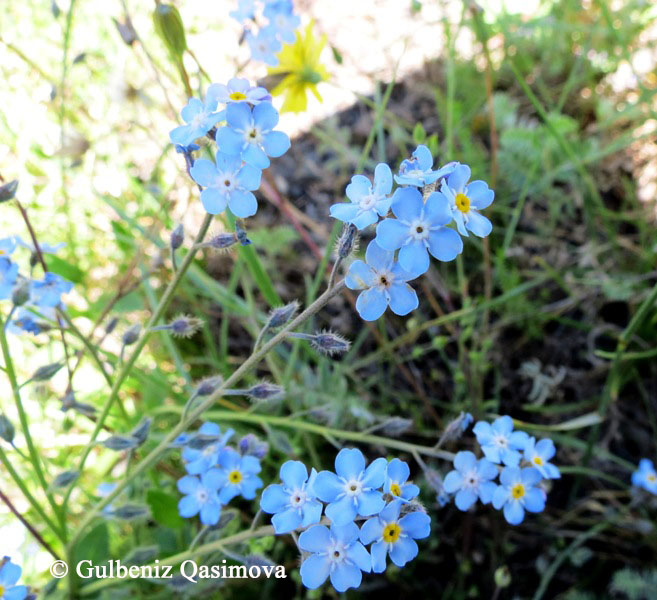 Image of genus Myosotis specimen.