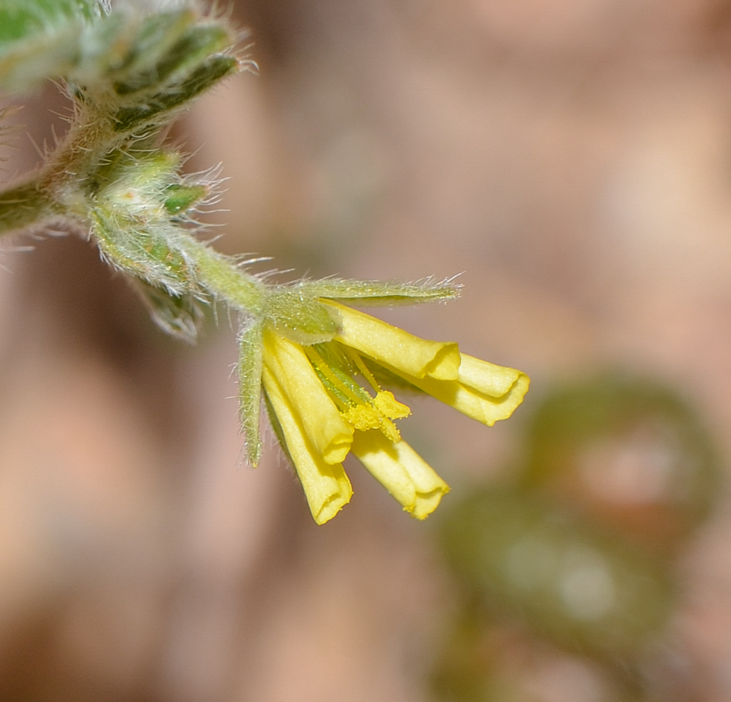 Image of Tribulus bimucronatus specimen.