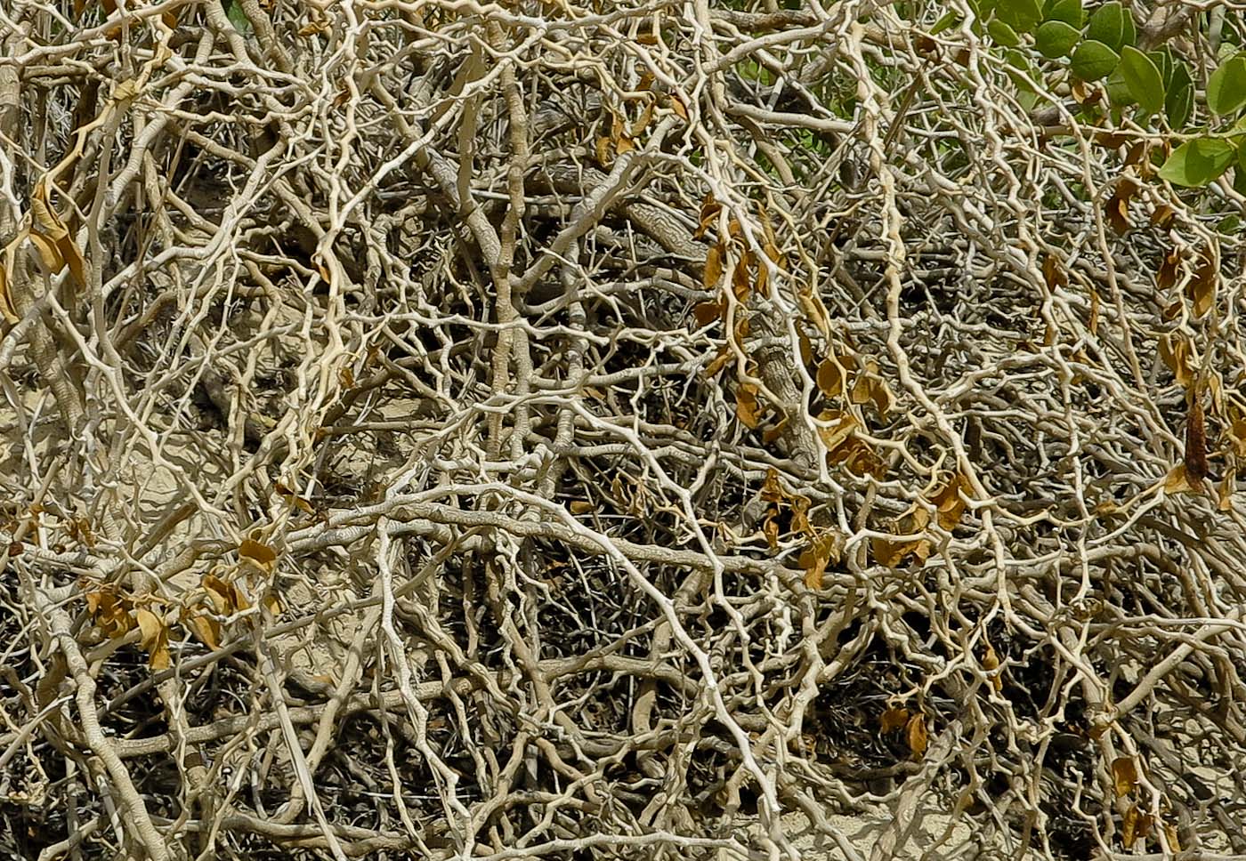 Изображение особи Capparis cartilaginea.