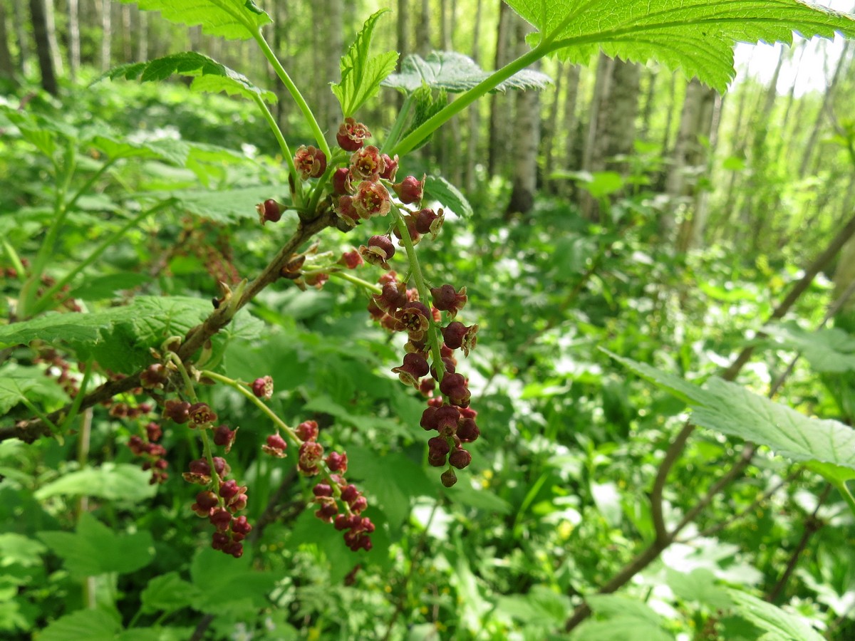 Image of Ribes atropurpureum specimen.