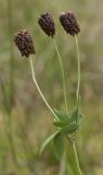 Trifolium spadiceum