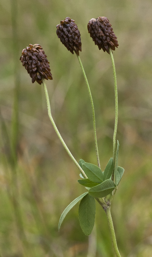 Image of Trifolium spadiceum specimen.