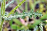 Senecio vernalis