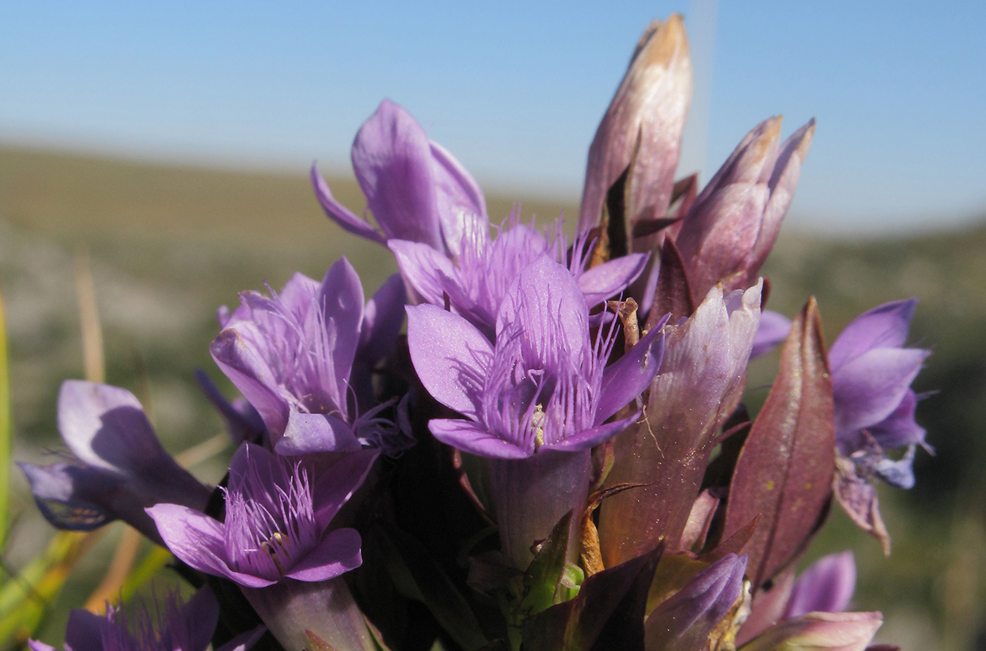 Image of Gentianella biebersteinii specimen.