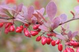 Berberis thunbergii