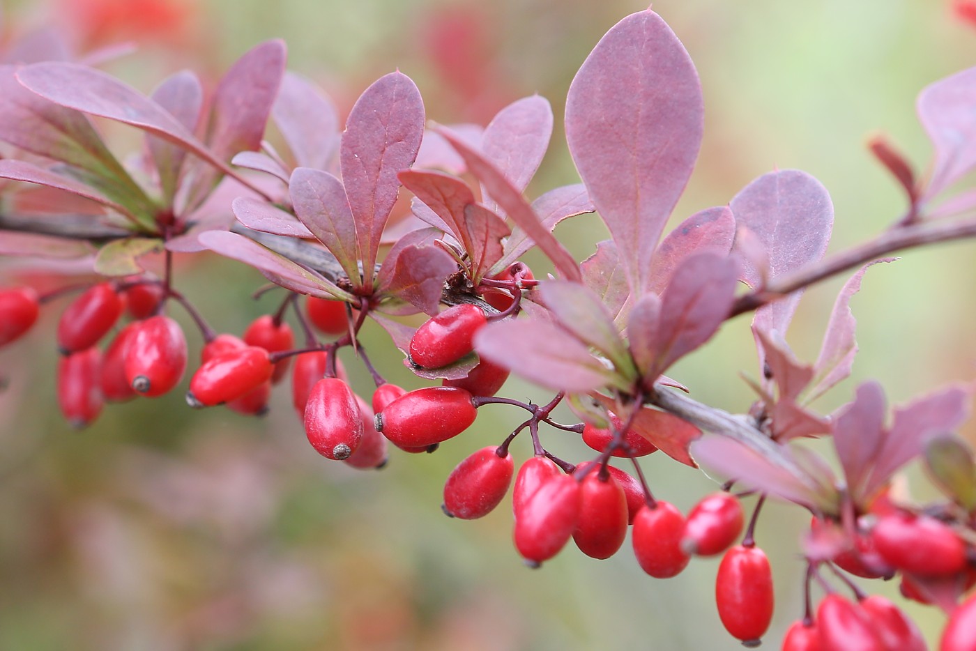 Изображение особи Berberis thunbergii.