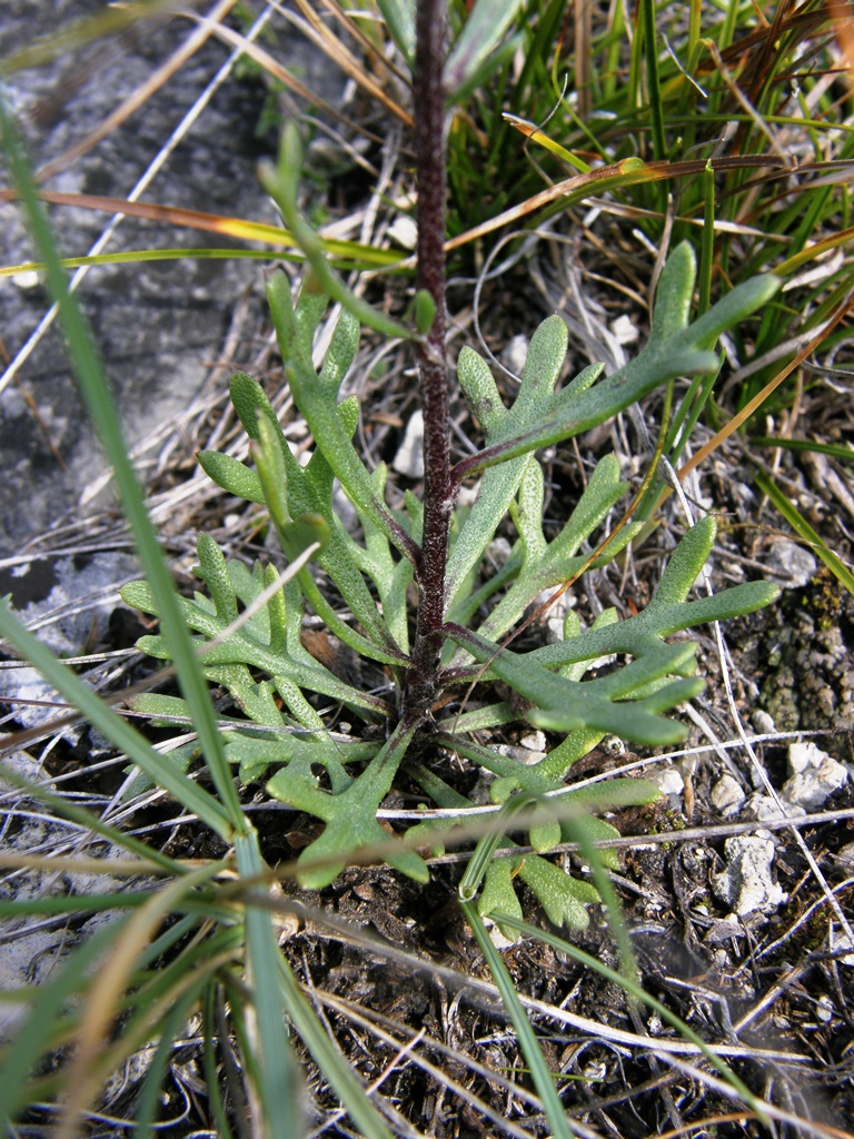 Image of Chrysanthemum zawadskii specimen.