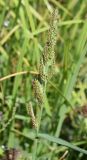 Echinochloa crus-galli