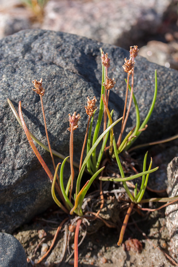 Изображение особи Plantago schrenkii.