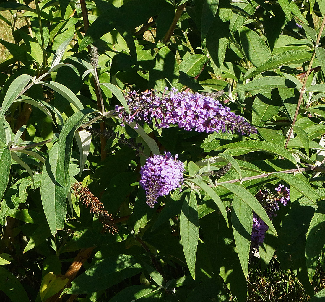 Изображение особи Buddleja davidii.