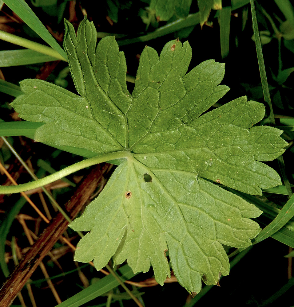 Изображение особи Geranium depilatum.