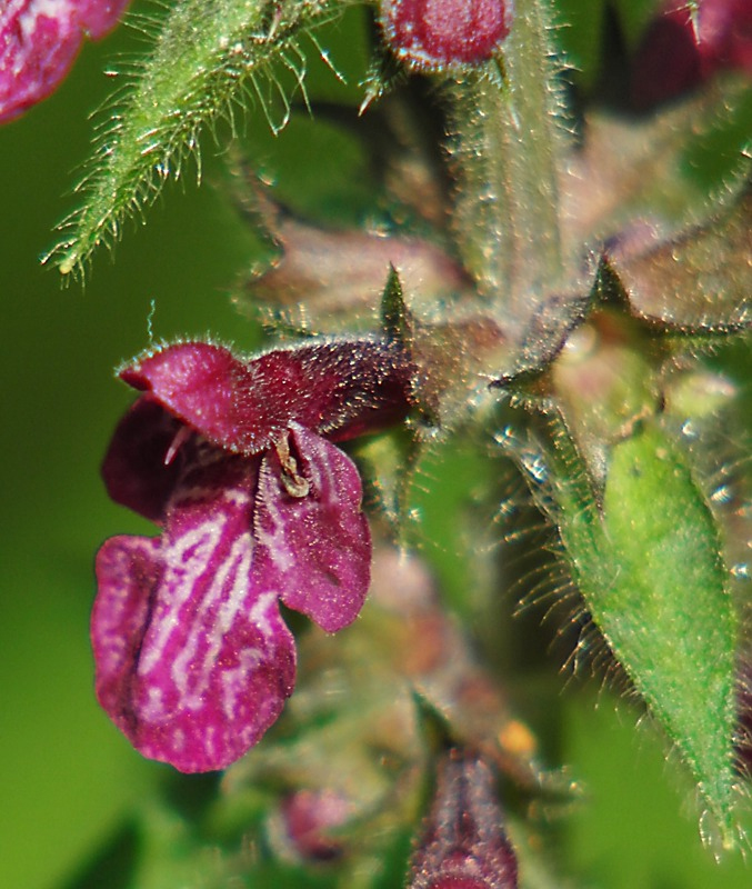 Image of Stachys sylvatica specimen.