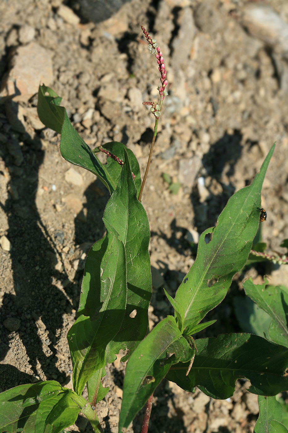 Image of Persicaria lapathifolia specimen.