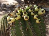 Ferocactus wislizeni