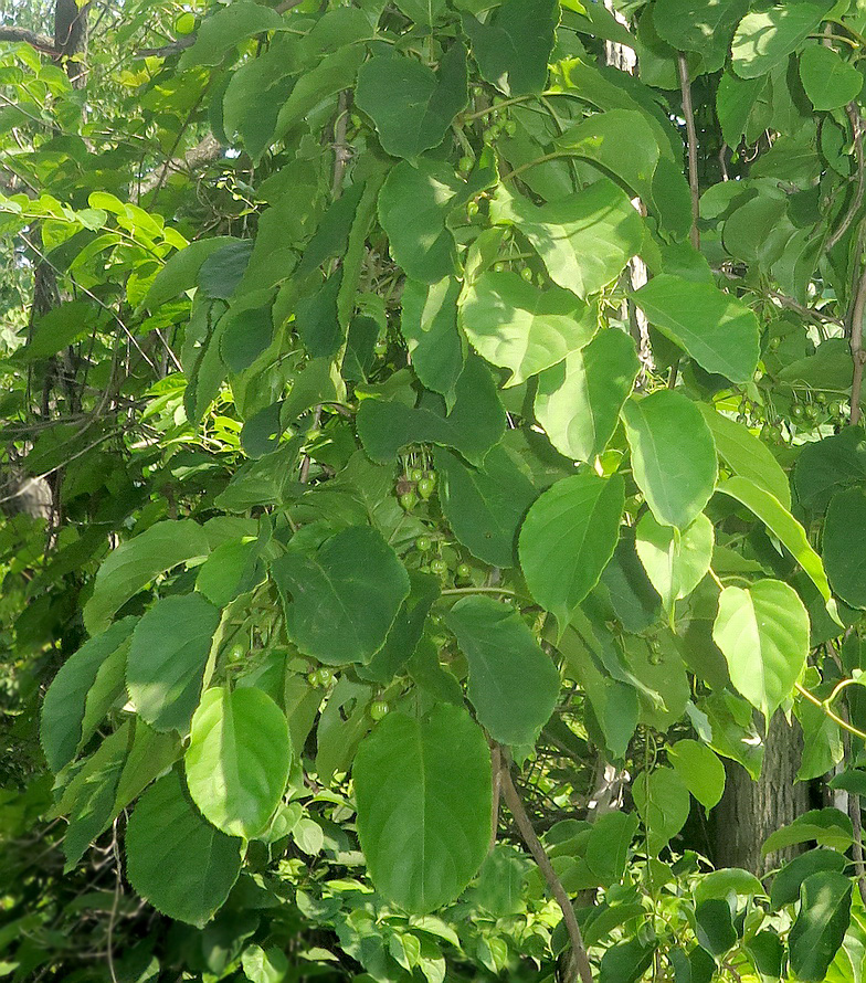 Изображение особи Actinidia arguta.