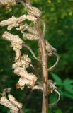 Aconitum septentrionale