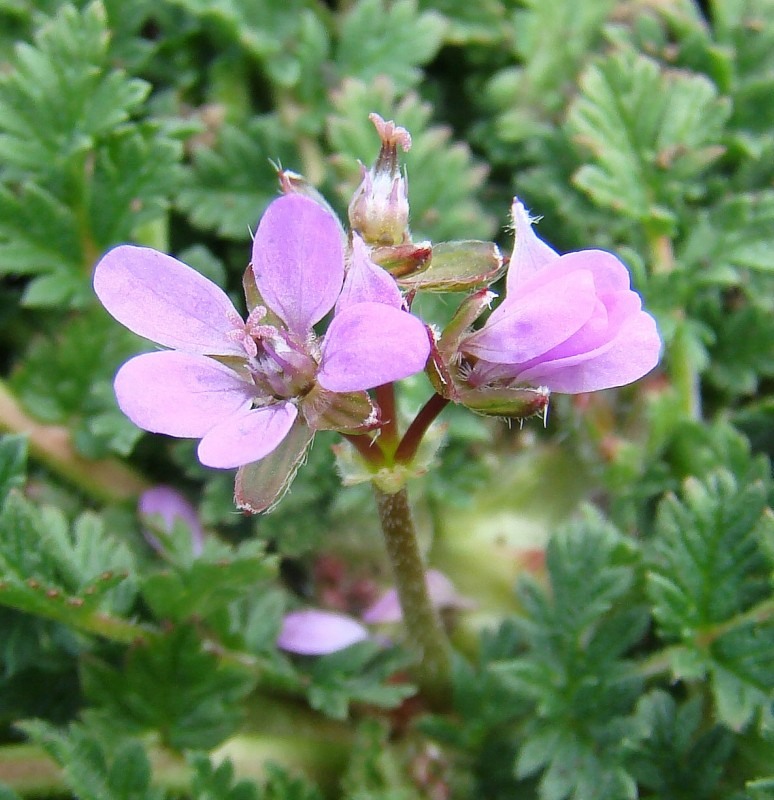 Image of Erodium cicutarium specimen.